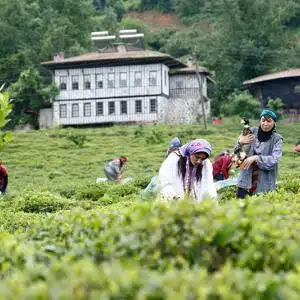 Rize - Tea Garden